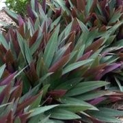  (27/11/2017) Tradescantia spathacea added by Shoot)