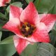 Tulipa 'Czaar Peter'