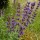  (28/11/2017) Salvia amplexicaulis added by Shoot)