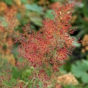  (28/11/2017) Macleaya microcarpa 'Spetchley Ruby' added by Shoot)