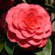 Camellia japonica 'Eximia'