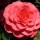  (29/11/2017) Camellia japonica 'Eximia' added by Shoot)