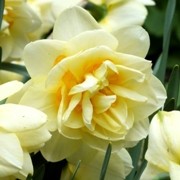  (30/11/2017) Narcissus 'Manly' added by Shoot)