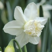  (30/11/2017) Narcissus 'White Marvel'  added by Shoot)