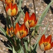  (30/11/2017) Tulipa orphanidea Whittallii Group added by Shoot)