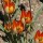  (30/11/2017) Tulipa orphanidea Whittallii Group added by Shoot)