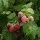  (30/11/2017) Rubus idaeus 'Glen Magna' added by Shoot)