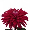 Chrysanthemum 'Regalia'