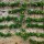  (14/12/2017) Malus domestica (any espalier or cordon-grown cultivar) added by Shoot)