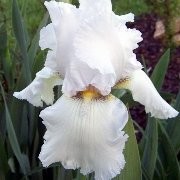  (14/12/2017) Iris 'Lacy Snowflake' added by Shoot)
