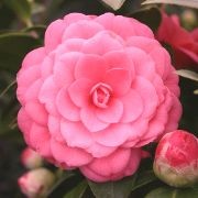  (14/12/2017) Camellia japonica 'Mrs. Tingley' added by Shoot)