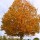  (16/12/2017) Acer saccharum 'Green Mountain' added by Shoot)