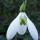 Galanthus plicatus 'Colossus' (19/12/2017) Galanthus plicatus 'Colossus' added by Shoot)
