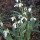Galanthus plicatus 'Colossus' form Added by Kathy C