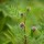 Glycyrrhiza (27/12/2017) Glycyrrhiza yunnanensis added by Shoot)