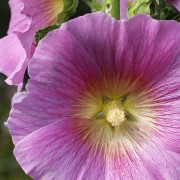  (27/12/2017) Alcea rosea 'Halo Lavender' (Halo Series) added by Shoot)