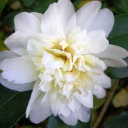  (11/01/2018) Camellia 'Snow Flurry' added by Shoot)