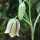  (30/01/2018) Fritillaria gussichiae added by Shoot)
