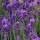  (05/02/2018) Lavandula angustifolia 'Essence Purple' added by Shoot)