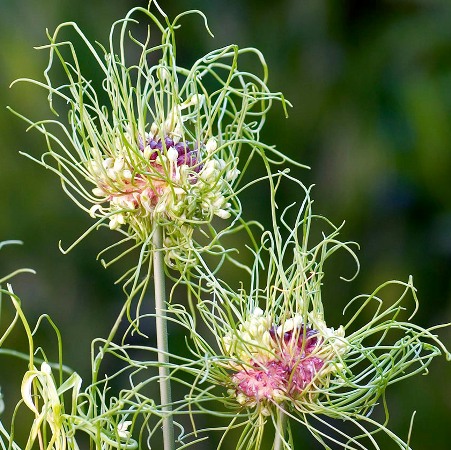 Allium vineale 'Hair'