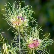  (17/04/2018) Allium vineale 'Hair' added by Shoot)