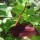  (08/02/2018) Typhonium roxburghii added by Shoot)