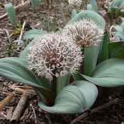  (09/02/2022) Allium karataviense added by Shoot)