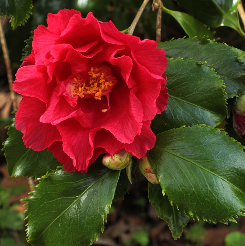 Camellia japonica 'Holly Bright'