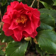  (14/02/2018) Camellia japonica 'Holly Bright' added by Shoot)
