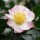  (15/02/2018) Camellia sasanqua 'Narumigata' added by Shoot)