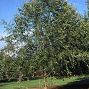  (15/02/2018) Betula nigra 'Dura-Heat' added by Shoot)