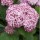  (15/02/2018) Hydrangea arborescens 'Incrediball Blush' added by Shoot)