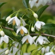  (15/02/2018) Styrax japonicus 'Snowcone' added by Shoot)