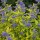  (15/02/2018) Caryopteris x clandonensis 'Janice' added by Shoot)