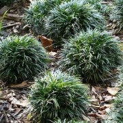  (27/02/2018) Ophiopogon japonicus 'Minor' added by Shoot)