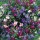  (01/03/2018) Lobelia erinus Rainbow Cascade Mix added by Shoot)