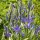  (01/03/2018) Camassia leichtlinii subsp. suksdorfii (Caerulea Group) 'Maybelle' added by Shoot)