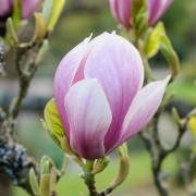  (01/03/2018) Magnolia x soulangeana 'Alexandrina' added by Shoot)