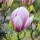  (01/03/2018) Magnolia x soulangeana 'Alexandrina' added by Shoot)