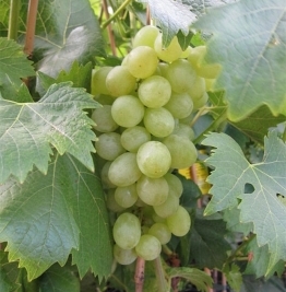 Vitis vinifera 'Muller-thurgau'