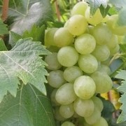  (03/03/2018) Vitis vinifera 'Muller-thurgau' added by Shoot)
