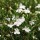  (03/03/2018) Lobelia erinus 'Waterfall White Sparkle' (Waterfall Series) added by Shoot)