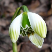  (03/03/2018) Galanthus 'Ophelia' added by Shoot)