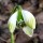  (03/03/2018) Galanthus 'Ophelia' added by Shoot)