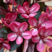  (03/03/2018) Malus toringo 'Aros' added by Shoot)