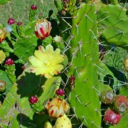  (03/03/2018) Opuntia monacantha added by Shoot)