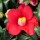  (07/03/2018) Camellia japonica 'Adeyaka' added by Shoot)