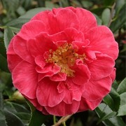  (07/03/2018) Camellia japonica 'Guilio Nuccio' added by Shoot)