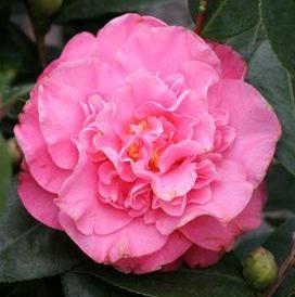 Camellia japonica 'Marie Bracey'