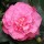  (07/03/2018) Camellia japonica 'Marie Bracey' added by Shoot)